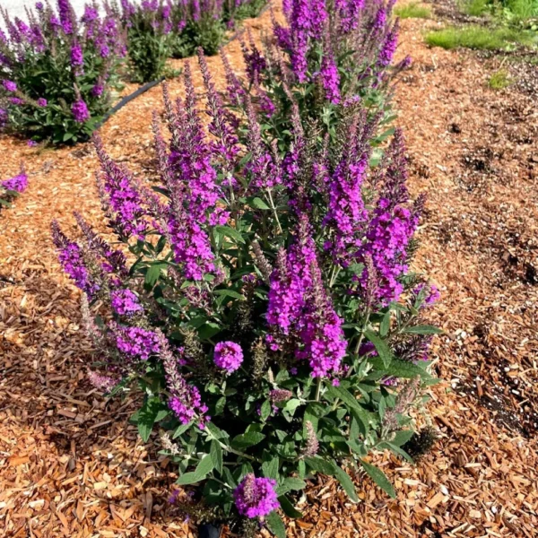 Birthday Cake Butterfly Bush