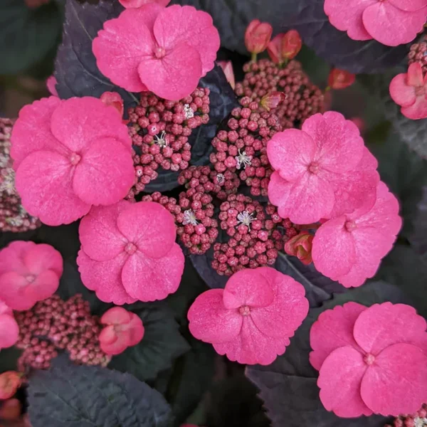 Pink Dynamo Hydrangea