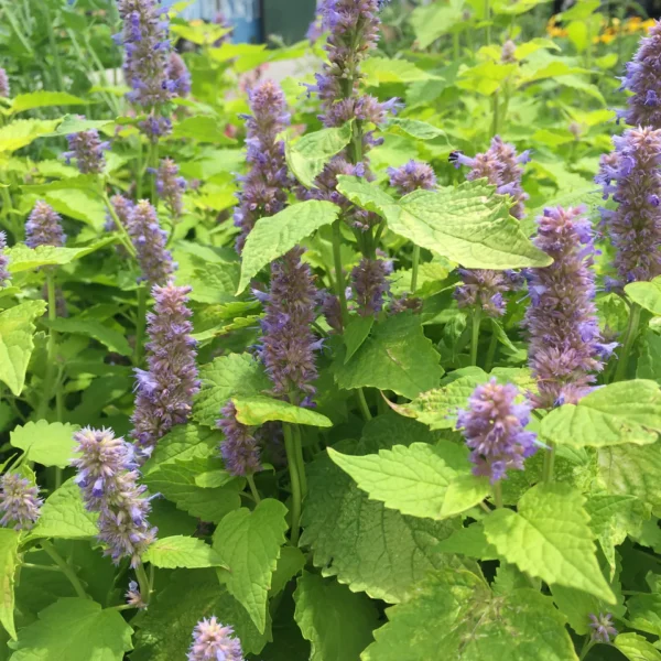 Golden Jubilee Anise Hyssop